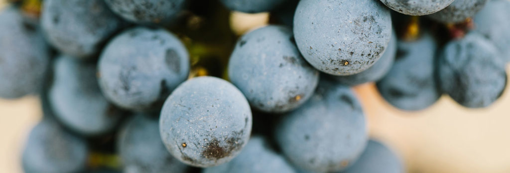 vegan winemaking