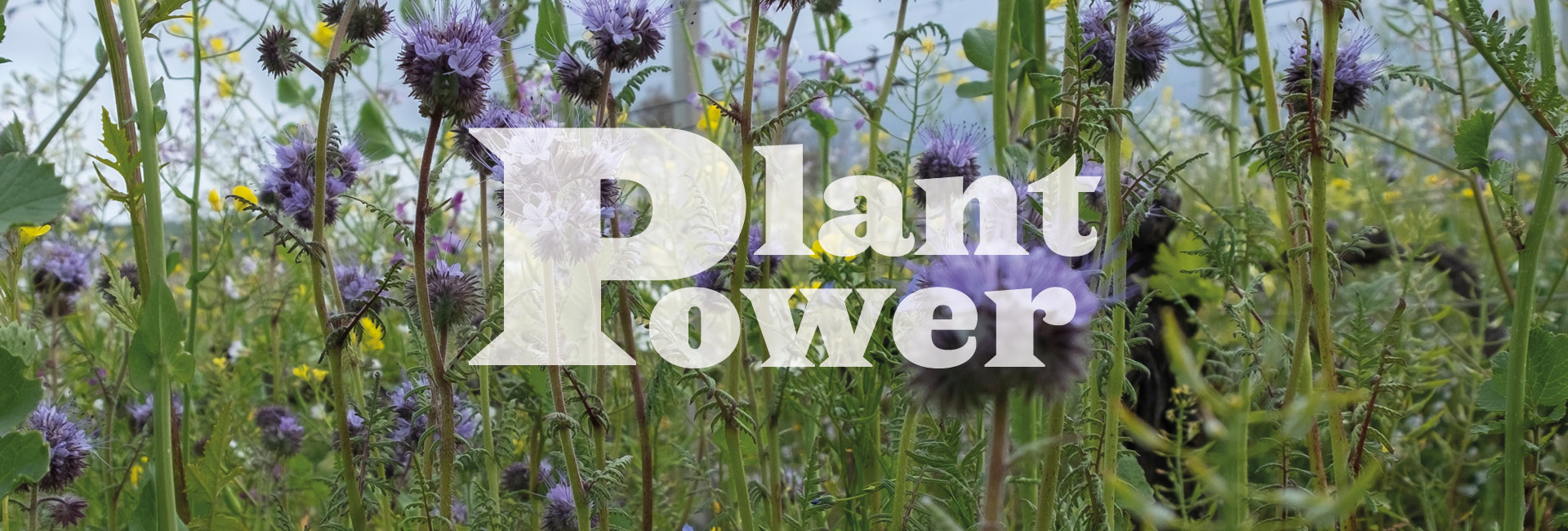 cover crops
